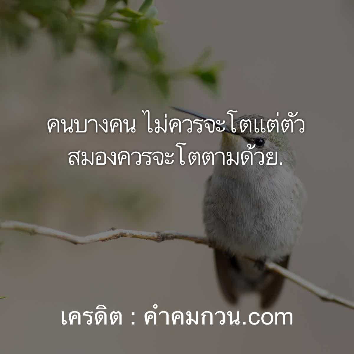 คําคมในวงเหล้า