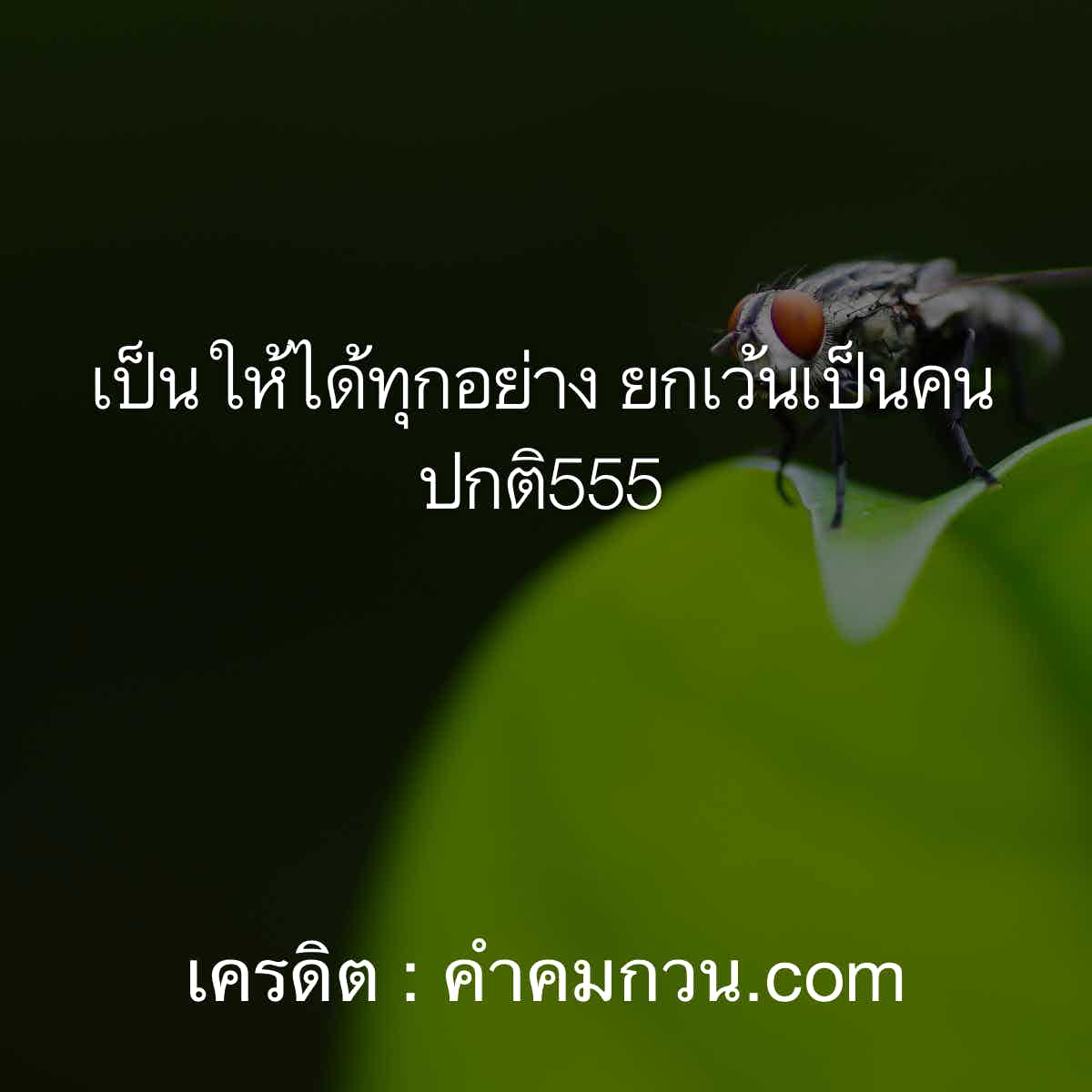 คําคมโดนๆ